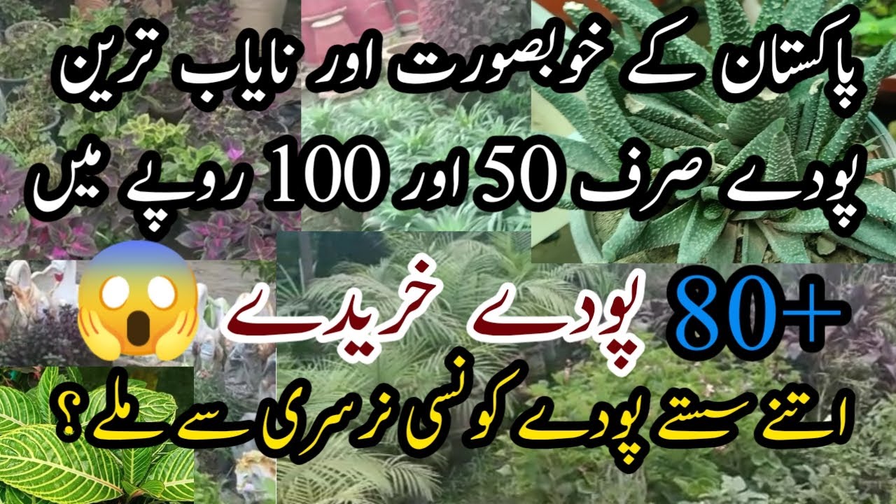 Plants Shopping/Konsi Nursery Sey Itny Sasty Plants Mily/Peshawar Nursery /Plants Shopping Vlog