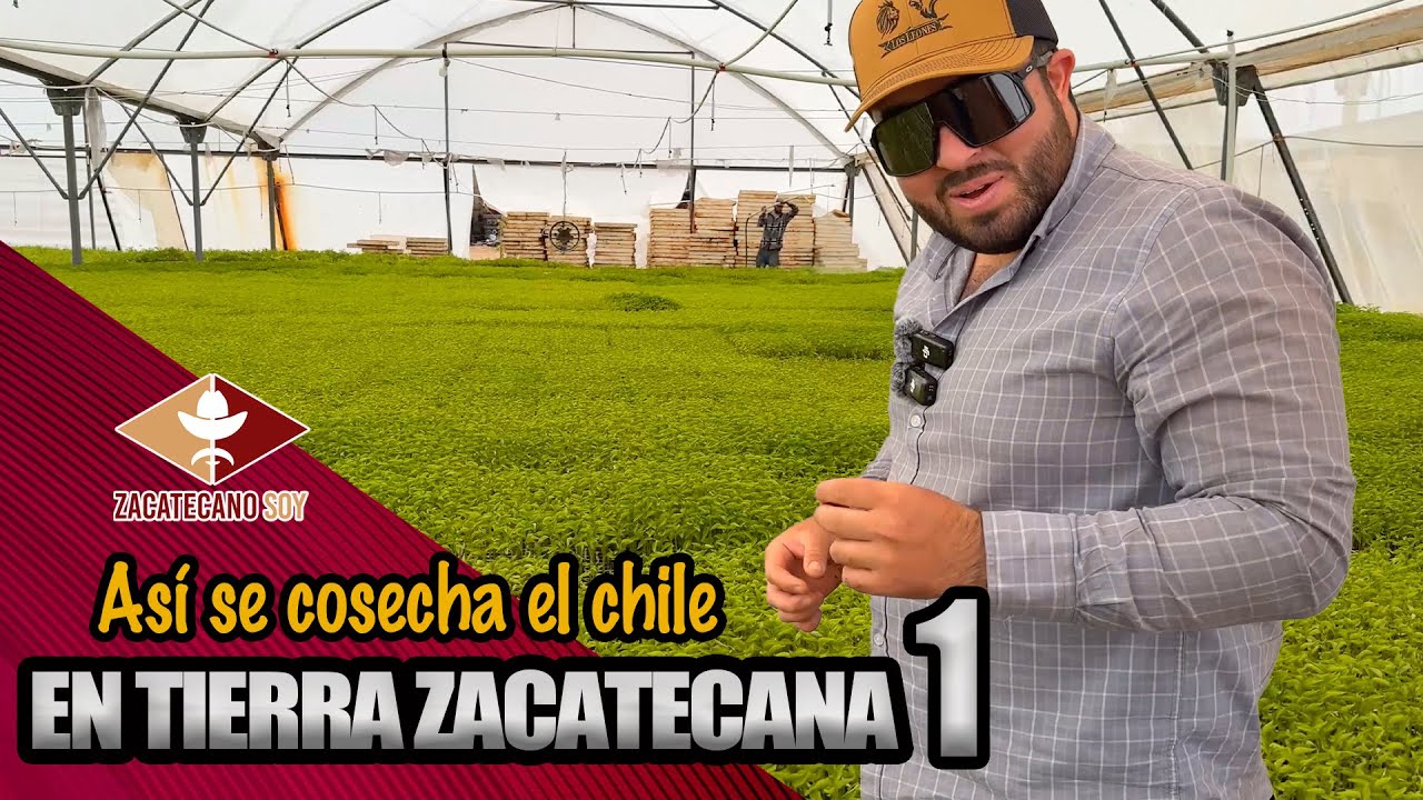 PLANTACIÓN DE CHILES EN ZACATECAS orgullo del campo