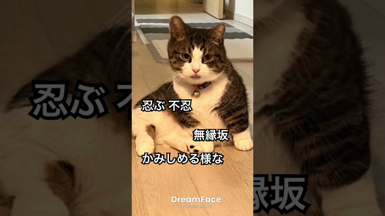 #無縁坂 #さだまさし #cat #猫のいる暮らし #歌 #catvideos #歌詞有