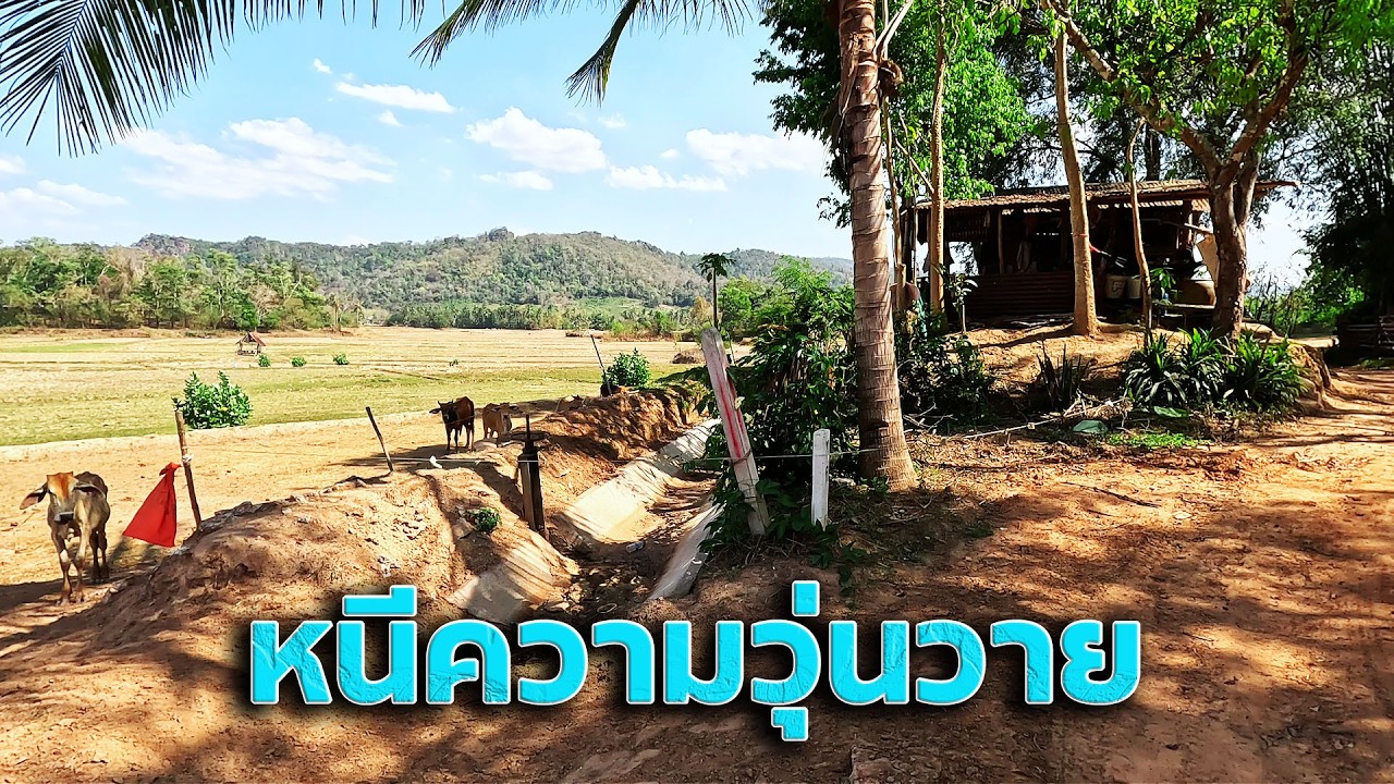 หนีความวุ่นวาย ไปเลี้ยงวัว,เลี้ยงควาย อยู่ไร่ อยูนา ดีกว่า