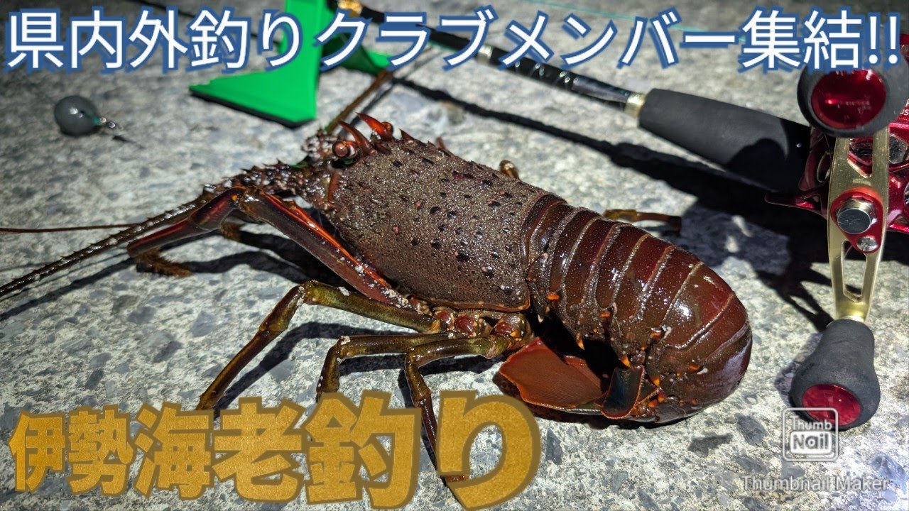 伊勢海老釣り　全部見せます！久しぶりにメンバー集結で伊勢えび釣り#海釣り#伊勢海老