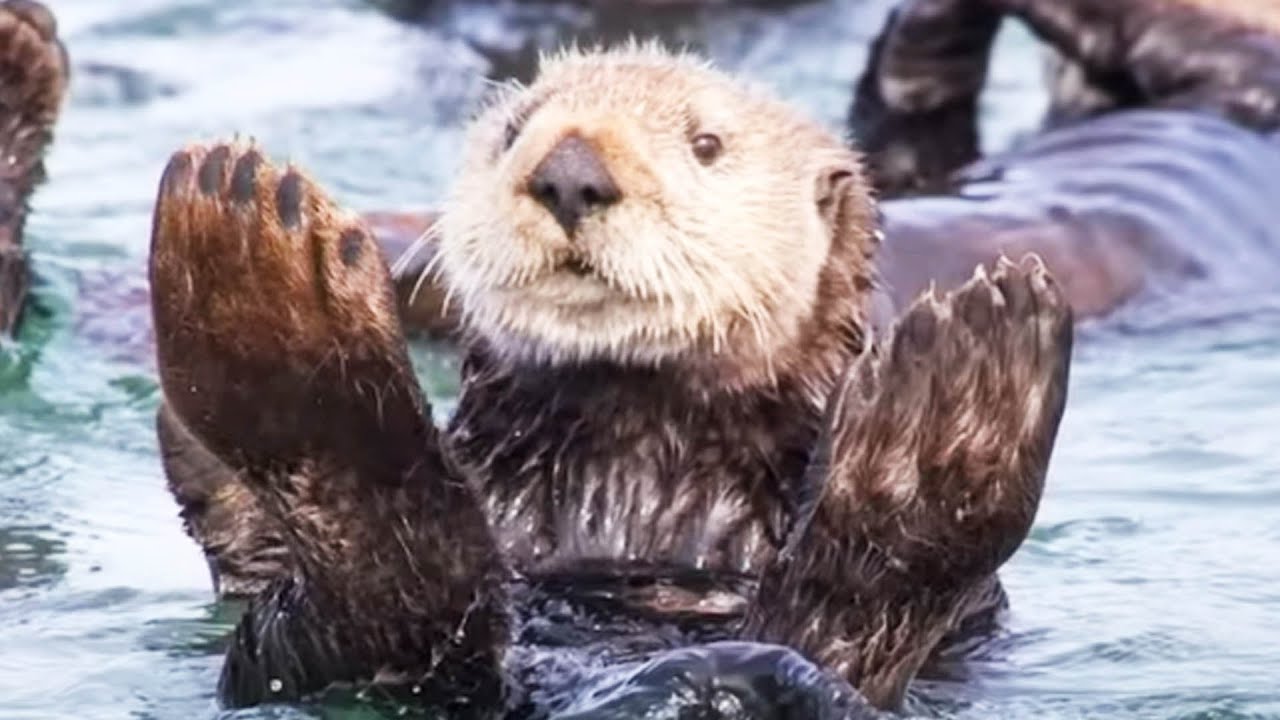 Rebel Otter Will Charm You Then Steal Your Surfboard