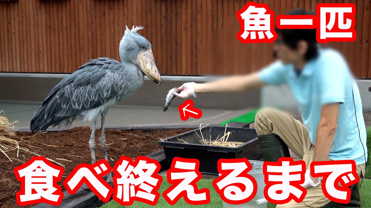 【何を思う】ハシビロコウふたばちゃんが魚一匹を食べ終えるまで!【夏のふたば2025-13】Futaba, Shoebill  summer 2025-13　掛川花鳥園