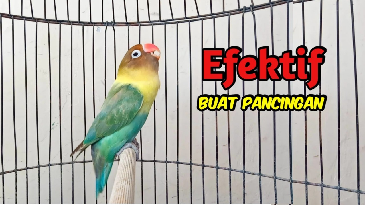 Lovebird GACOR Ngekek Panjang EFEKTIF Buat Pancingan Lovebird agar Cepat BUNYI, DENGAR PASTI NYAUT