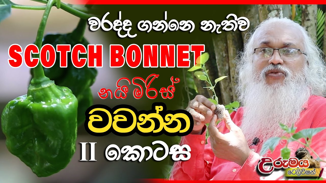 Scotch Bonnet  නයිමිරිස් නිවැරදිව වවන්න 2වන කොටස  ( Nayi Miris )| Urumaya Television උරුමය ටෙලිවිෂන්