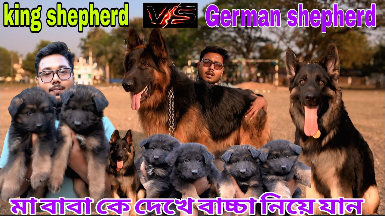 মা বাবা কে দেখে বাচ্চা নিয়ে যান!king shepherd puppies!german shepherd puppies!Dog market in Kolkata