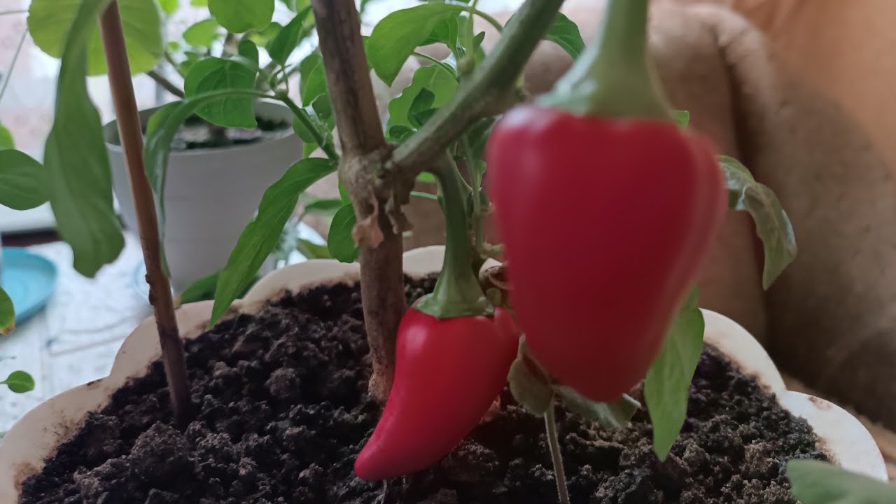 Таня Ворона в прямому ефірі.