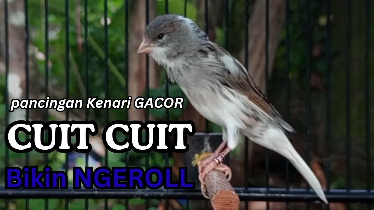 Kenari GACOR !! Pancingan KENARI PAUD Belajar Bunyi UNTUK Kenari Belajar Bunyi Ngeriwik