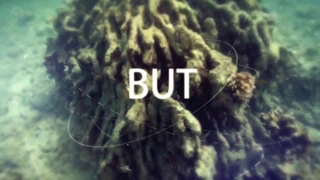 Kickoff - Zooxanthellae