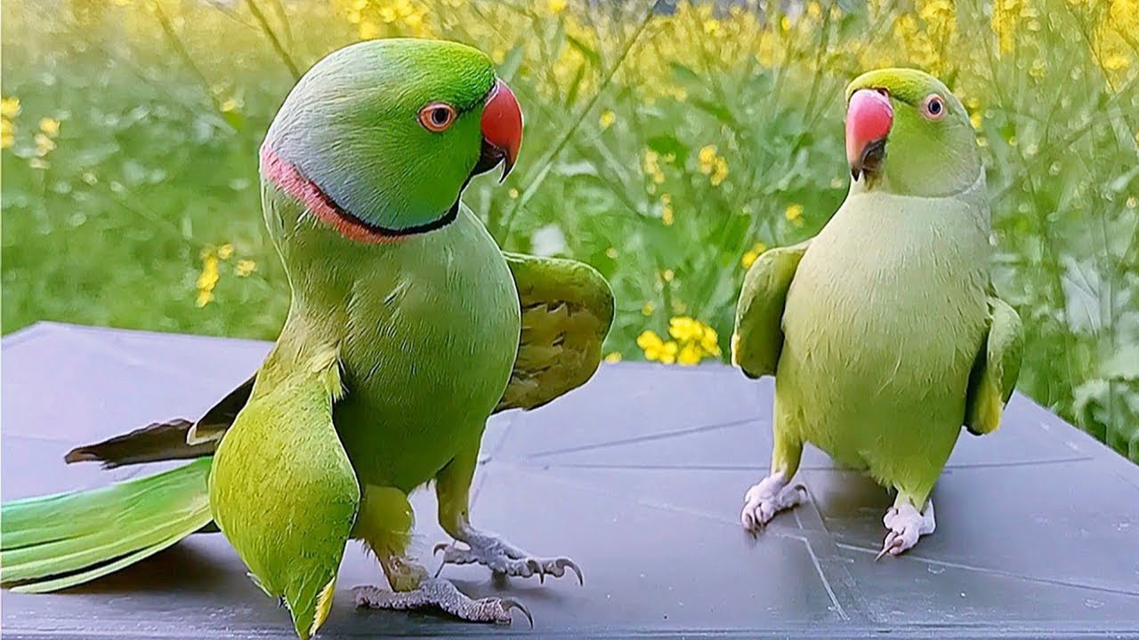 Funny Talking Parrot Full Video 😂 | 🦜 Amazing Talking Parrot  Cute Indian Parrot Talking Video 