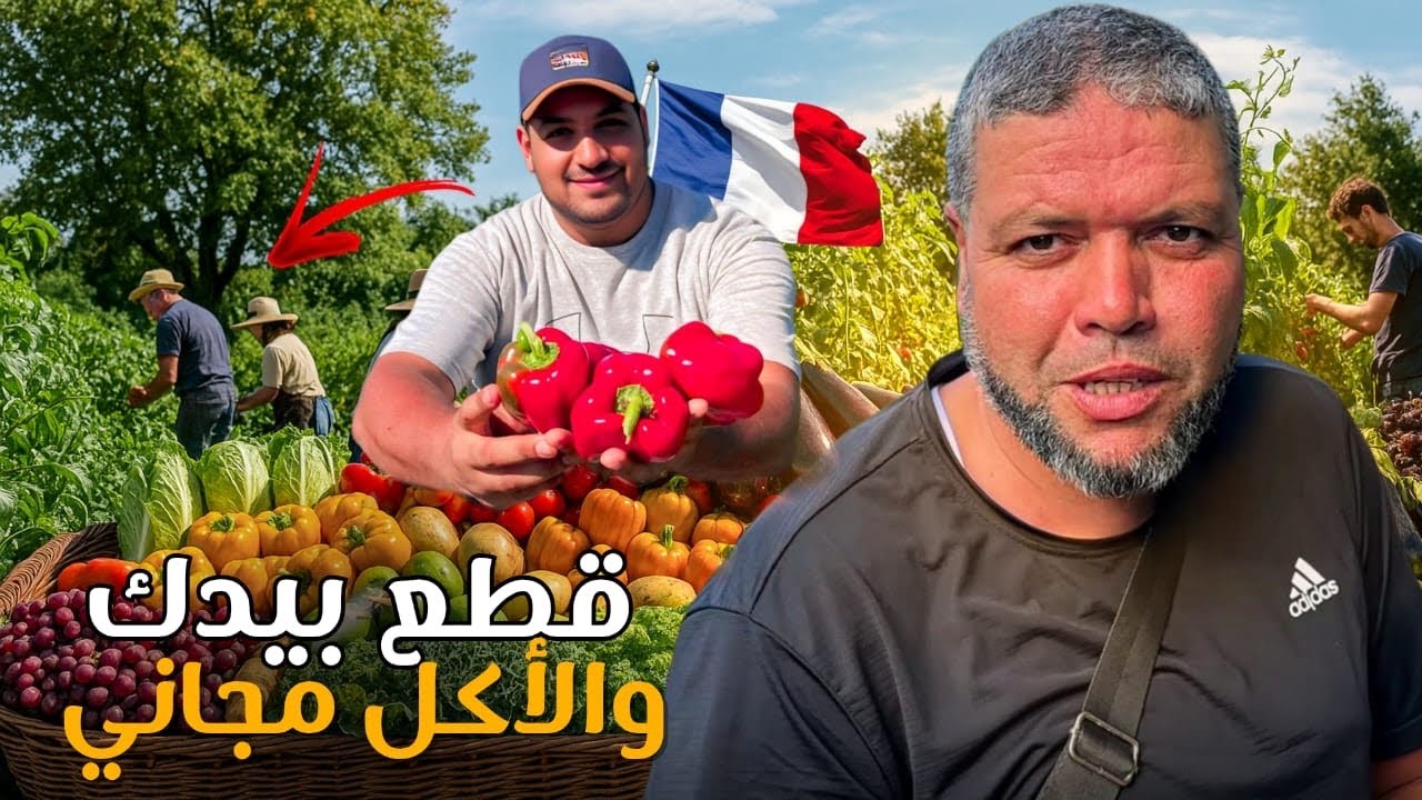 جني الخضر والفواكه 🥦 في قلب فرنسا… 🇫🇷والأكل مجاني! 🍅 مغامرتنا الممتعة👌