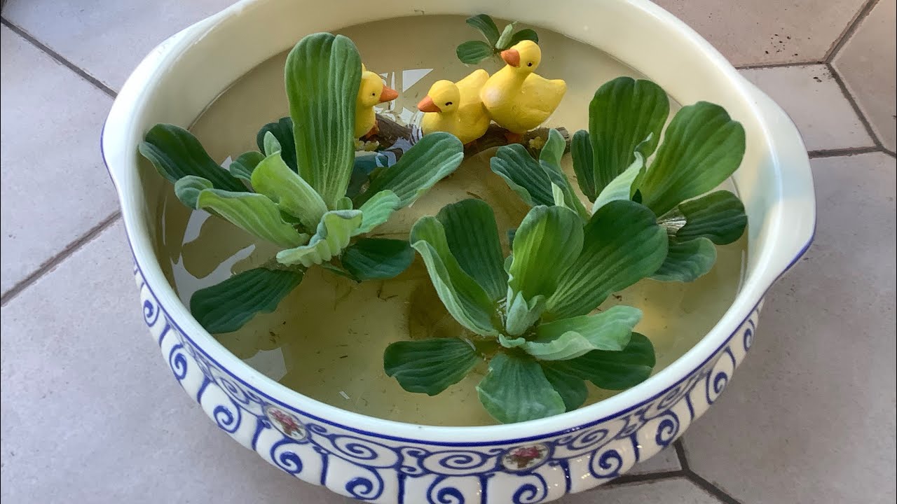Su Marulu sukulent Pistia - Drijfplant - schwimmpflanze - floating plant - plante flottante
