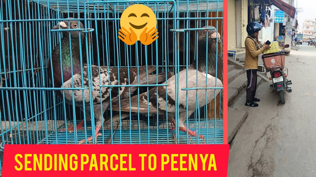 Racing Homer Pigeons for Sale in Bangalore.