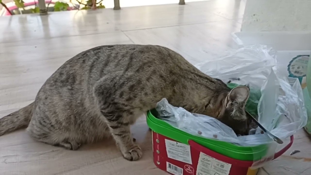 Stranger cat eating my cat food 