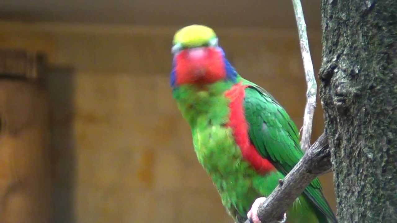 red-flanked lorikeet