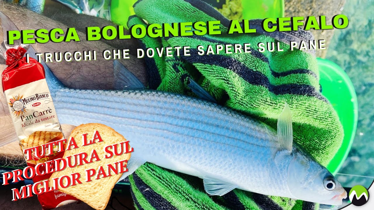 PESCA BOLOGNESE AL CEFALO | I TRUCCHI che dovete sapere sul pane, come prepararlo e l'innesco!