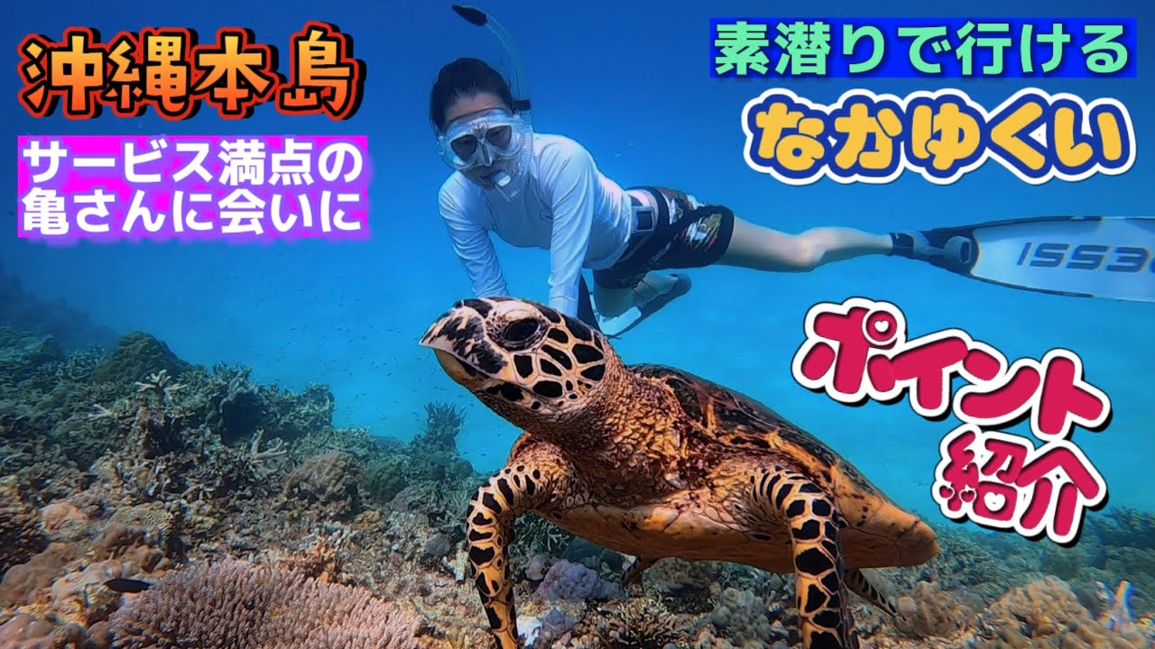 【沖縄の海】感動、亀との記念撮影、美人看板娘レクちゃん