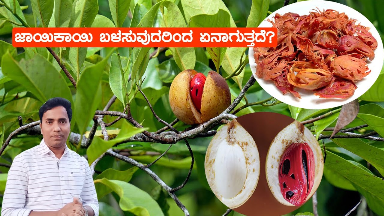 ಜಾಯಿಕಾಯಿ ಸೇವನೆಯಿಂದ ಆರೋಗ್ಯದ ಮೇಲಾಗುವ ಪರಿಣಾಮಗಳು..!