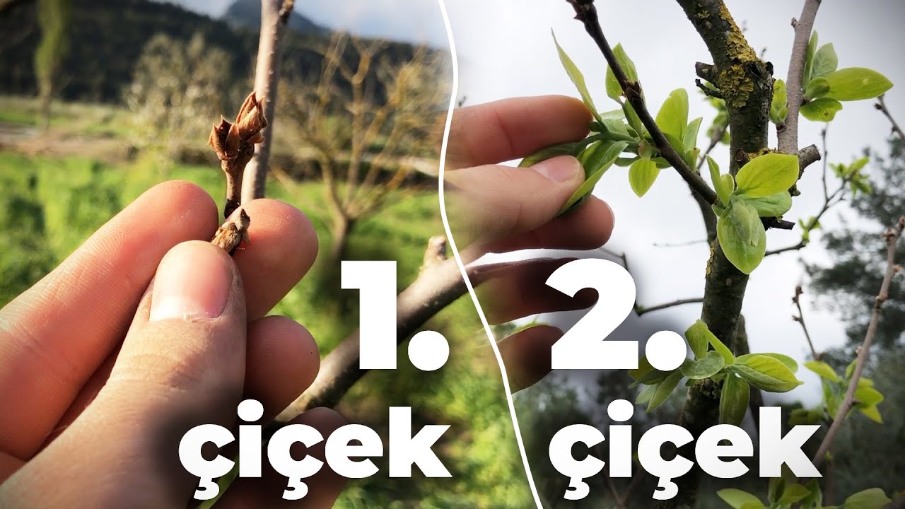 Mucizelere İNANIN! - Cennet Hurması 2. Kez Çiçek Açtı