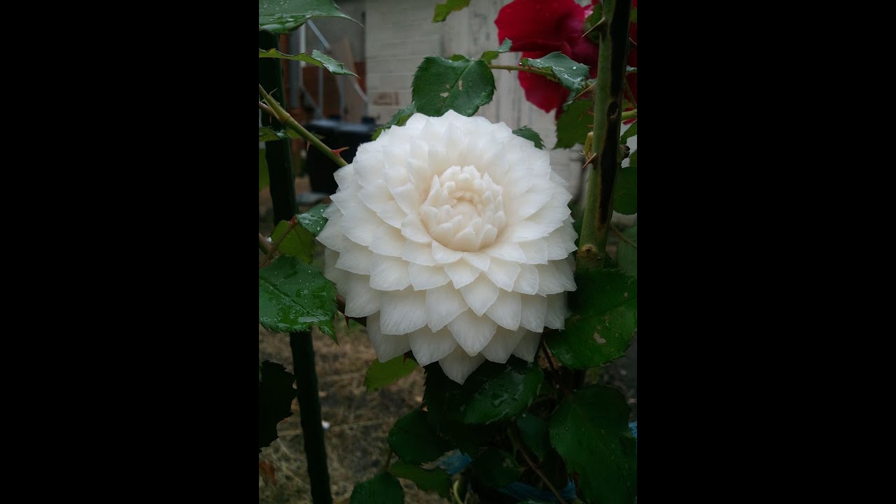 sculpter un dahlia étapes par étapes,  fruits and vegetables carving step by step