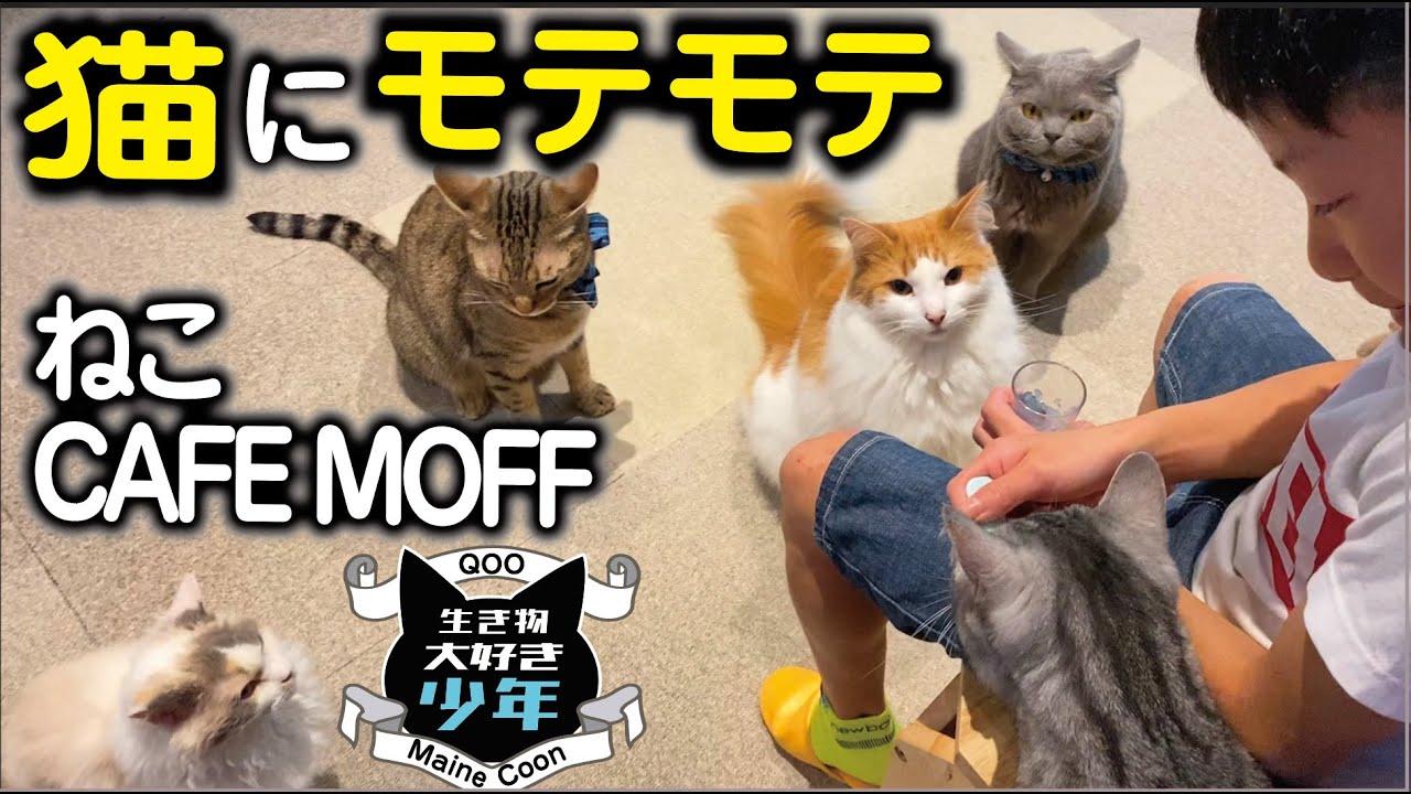 猫にモテモテになれる／ねこCAFE MOFF