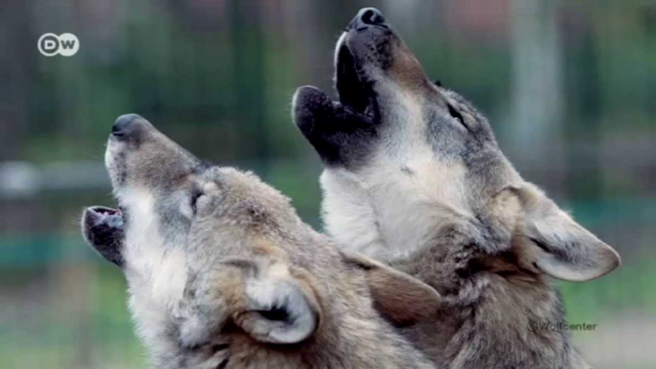 Die W&ouml;lfe sind zur&uuml;ck | Global ideas