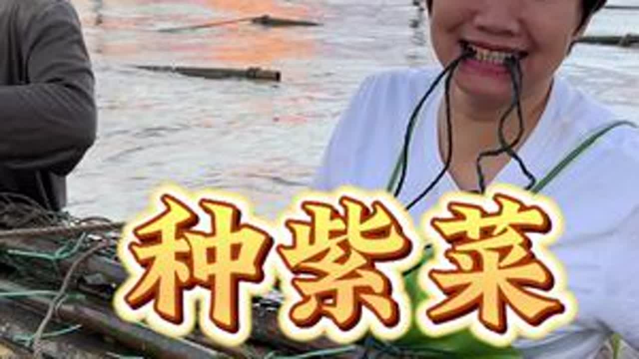 紫菜什么时候开始种？什么环境生长？还有什么时候才开始收割头水紫菜？这些你知道吗？#种紫菜 #头水紫菜 #海鲜美食 #渔民的智慧#赶海人