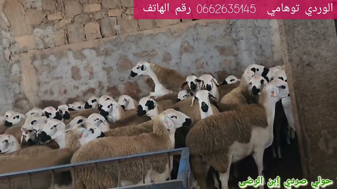 طهور الأول  الكساب الكبير توهامي الوردي صاحب أعلى نسبة سوبر في المملكة المغربية 2025 فرجة ممتعة 