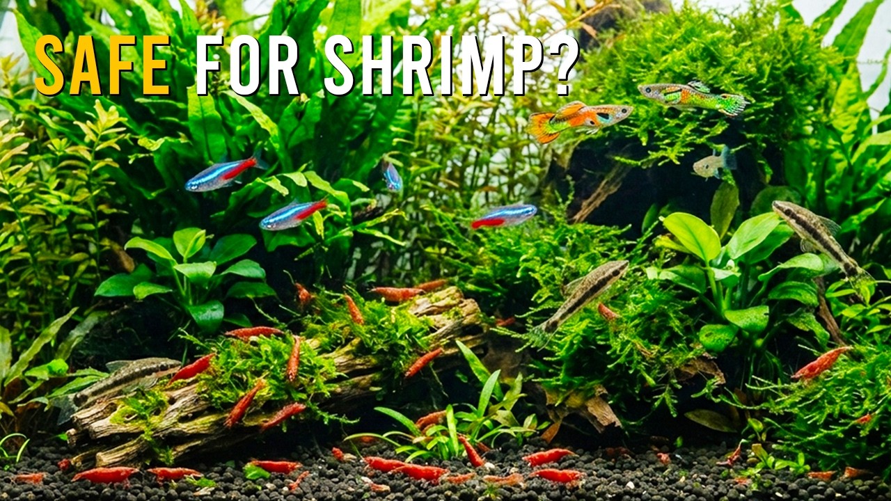 Choose The Right Tank Mates For Shrimp (Build The PERFECT Community Aquarium)