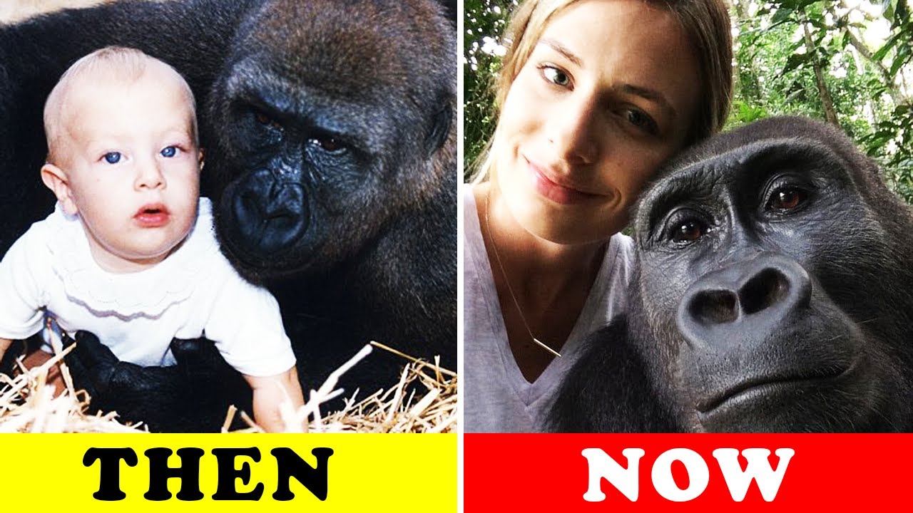 Heart warming Gorillas Gentle Giants