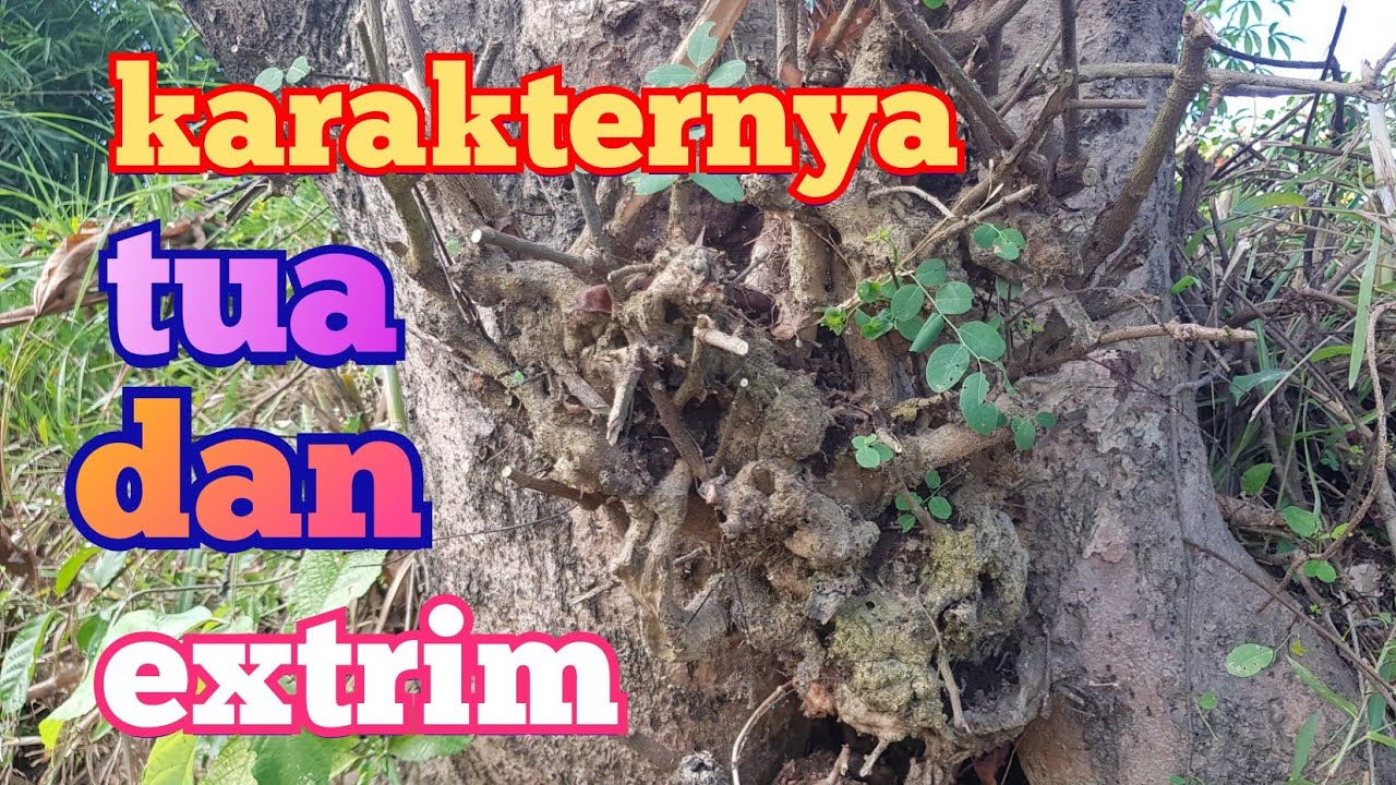 Berburu bahan bonsai ileng ileng motif unik dan extrim