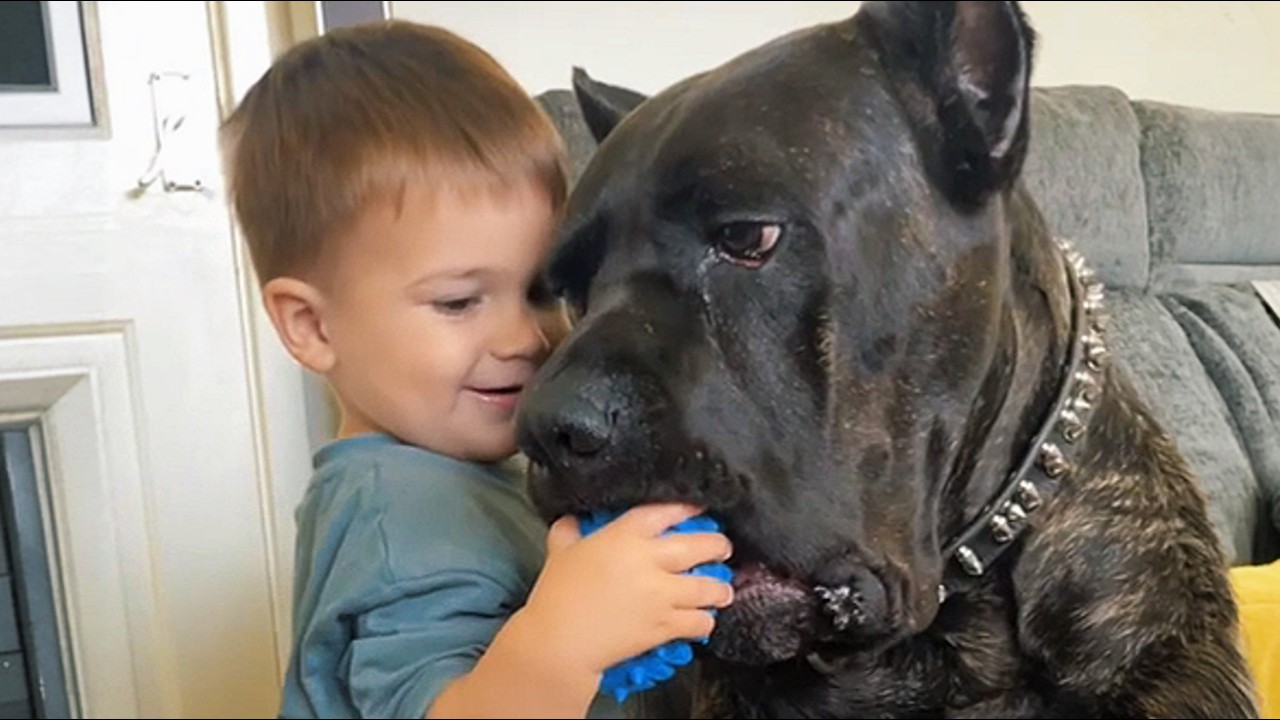 77 Kilo CANE CORSO verlässt Jungen nicht nach Krankenhaus Rettung