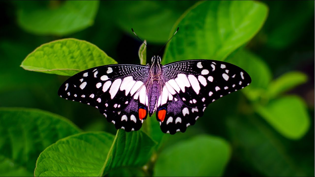 Most Beautiful Butterflies On Planet Earth