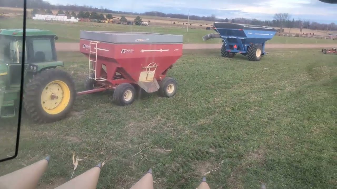 Урожай кукурузы, отмеченный великолепным внешним видом и высокой урожайностью.