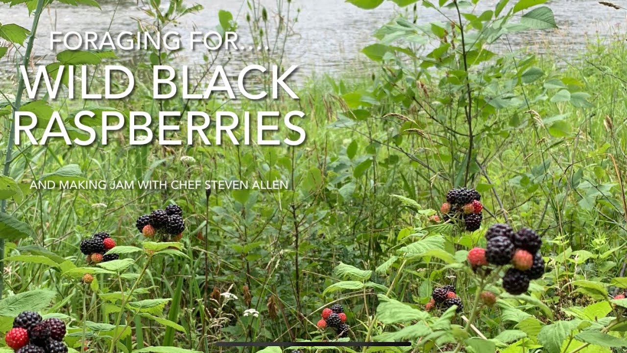 Wild Black Raspberries (foraging and making jam)