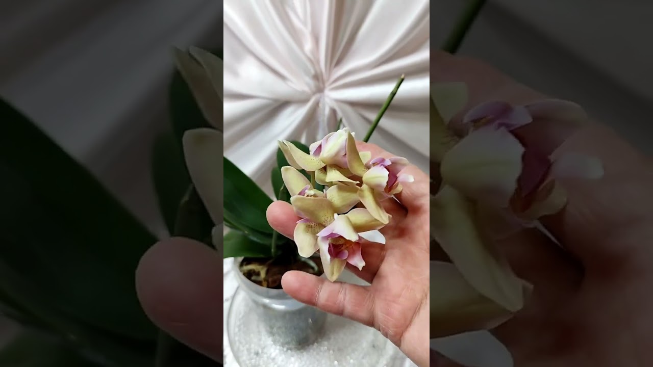 15.03.26г.Орхидеи купленные во мхе, что с ними! 🤔