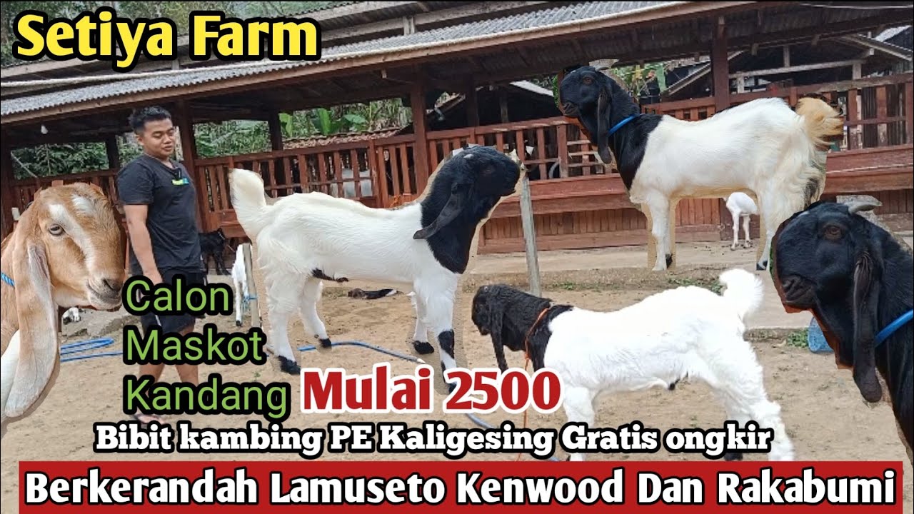 2500...!!JANTAN BERKERANDAH  DAN BETINA GRATIS ONGKIR SE JAWA KAMBING PE KALIGESING 
