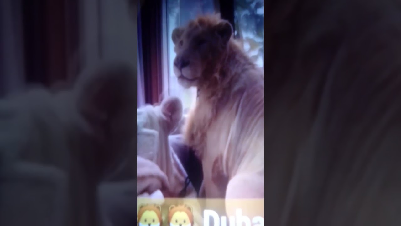 Lion of Dubai