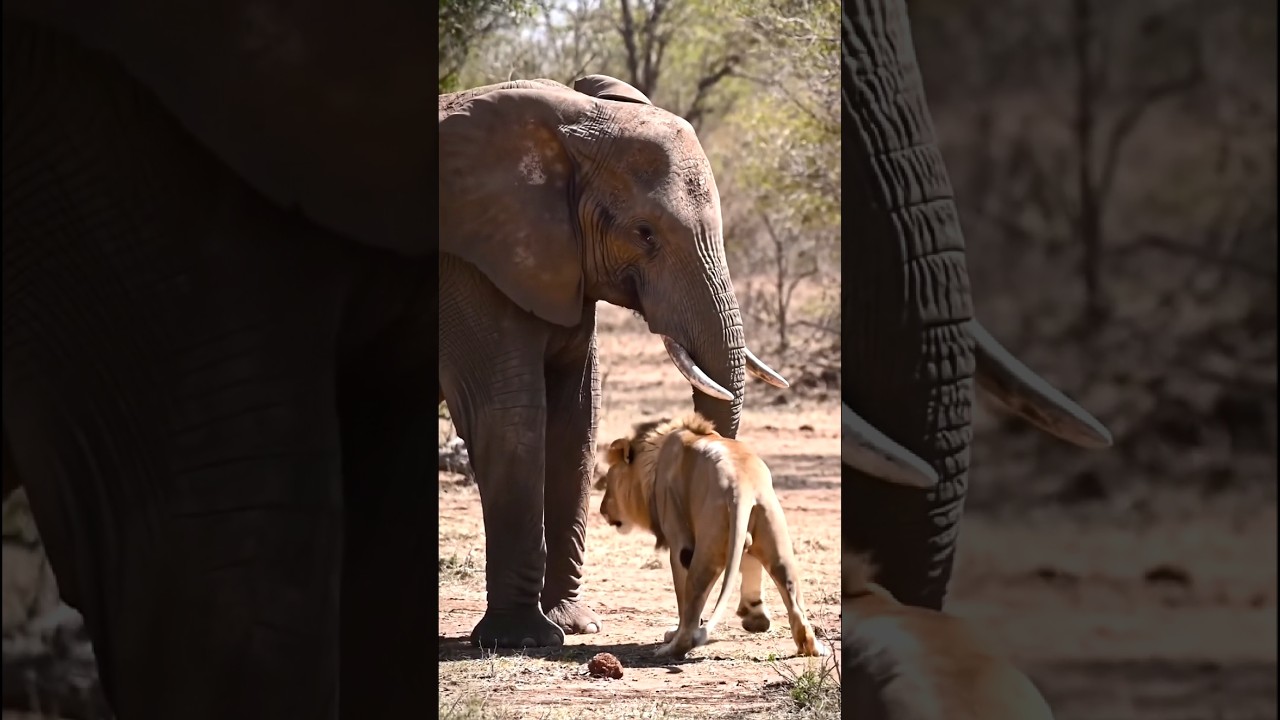 Elephant vs Lion Battle in Jungle | Rare Animal Fight Scene#wildlife#lion  (Animated)