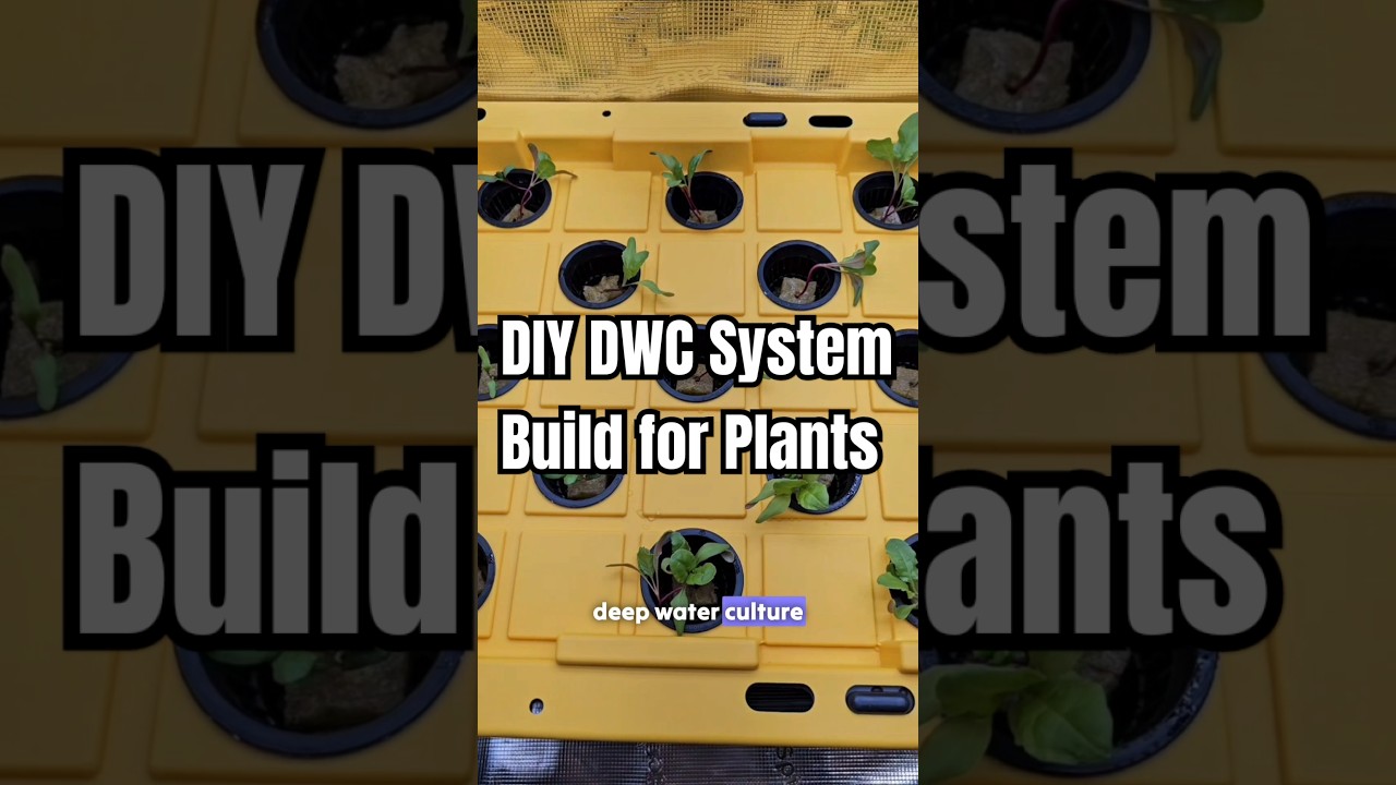 Build a DIY Deep Water Culture System! 💧🌱