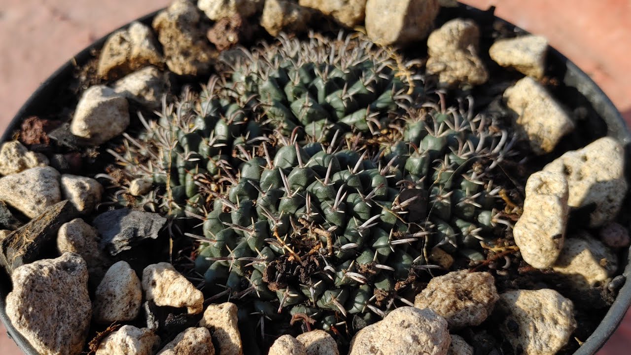 ¿Cómo plantar una #biznaga correctamente? 🌵 #video #nature 