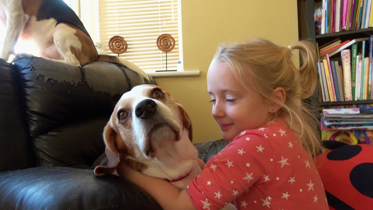Hugging my dogs for too long | Beagle dogs reaction for hugs