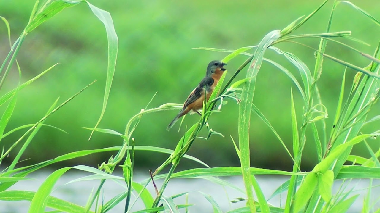 Ruddy-breasted Seedeater