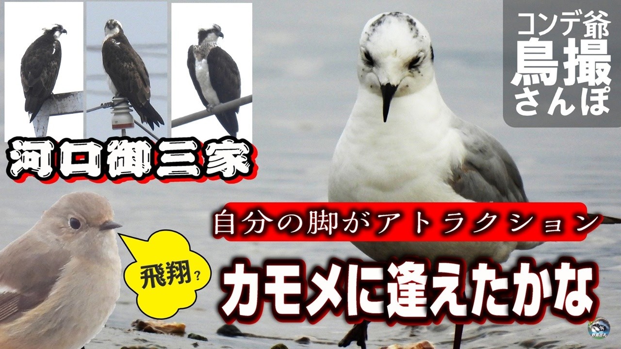 カモメは飛んだか　ミサゴ河口御三家　山田錦のまちで酒バスツアーだと？