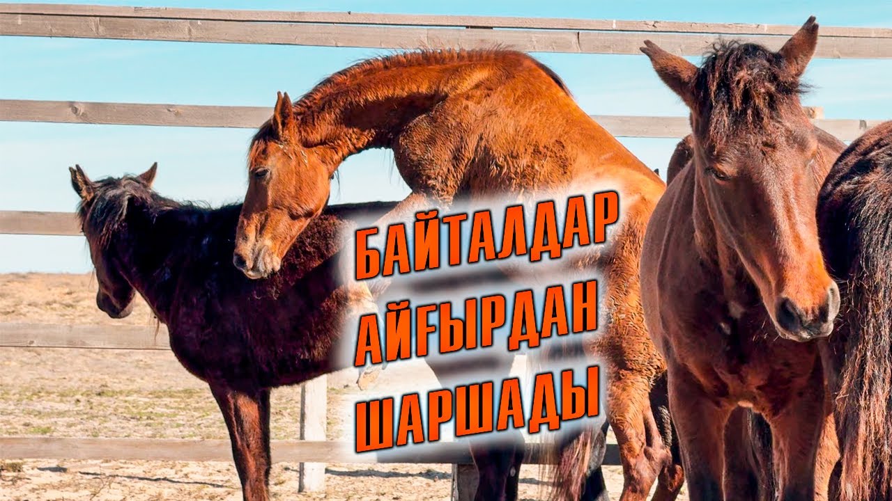 Екі қара көк айғыр байталдарды қабылдамады | Үшінші жирен айғыр әкеліп қостық.