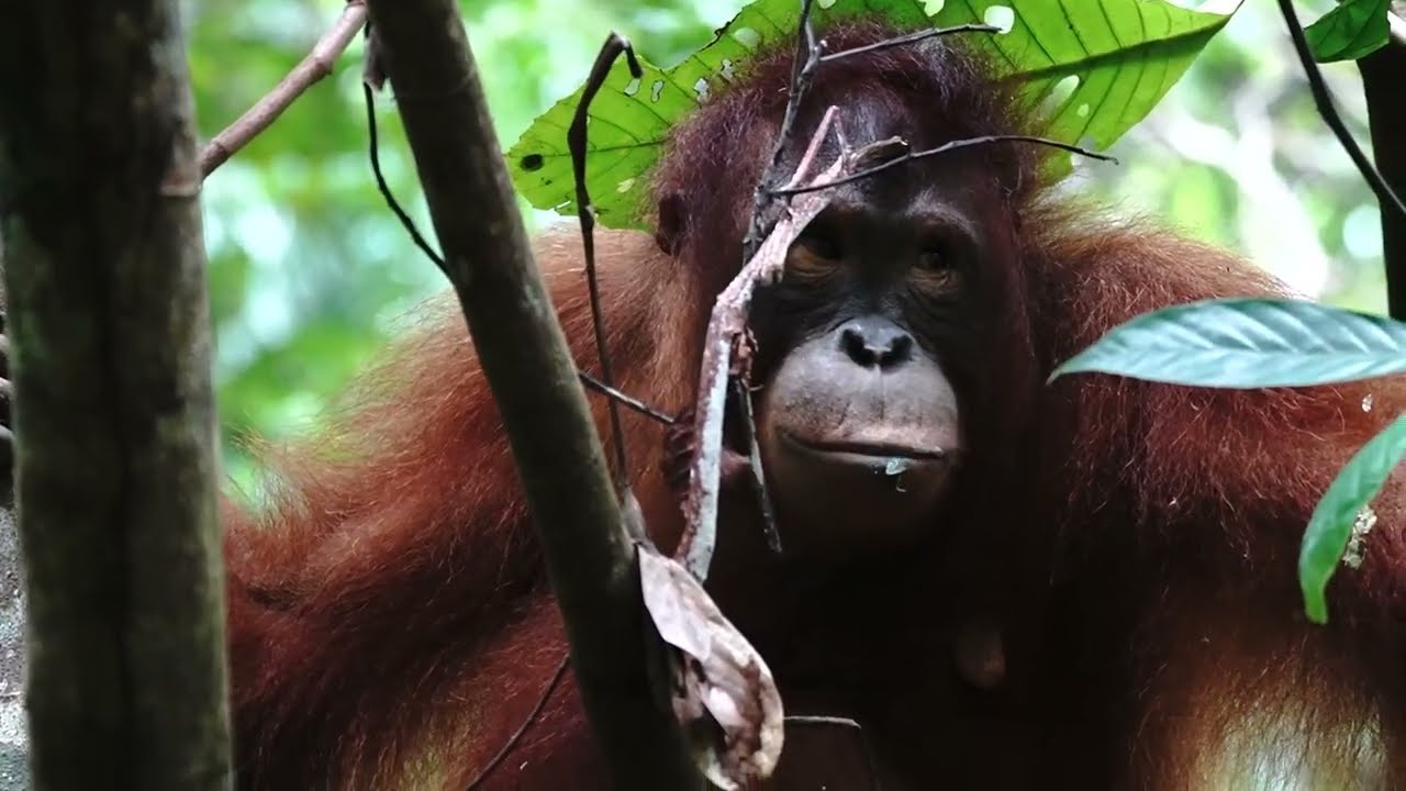 Rickina the orangutan enjoying nature
