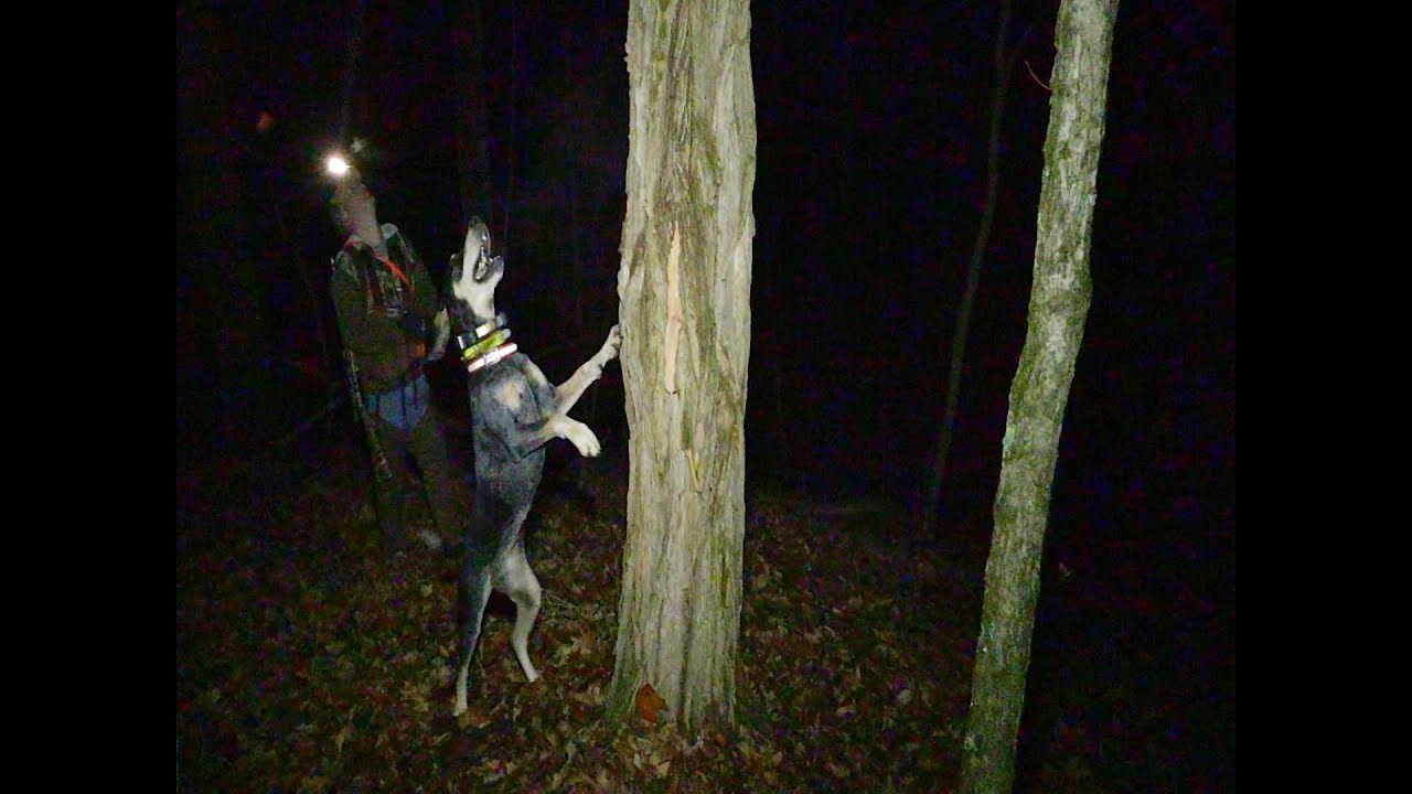 Raccoon Hunt in Owen County, Kentucky