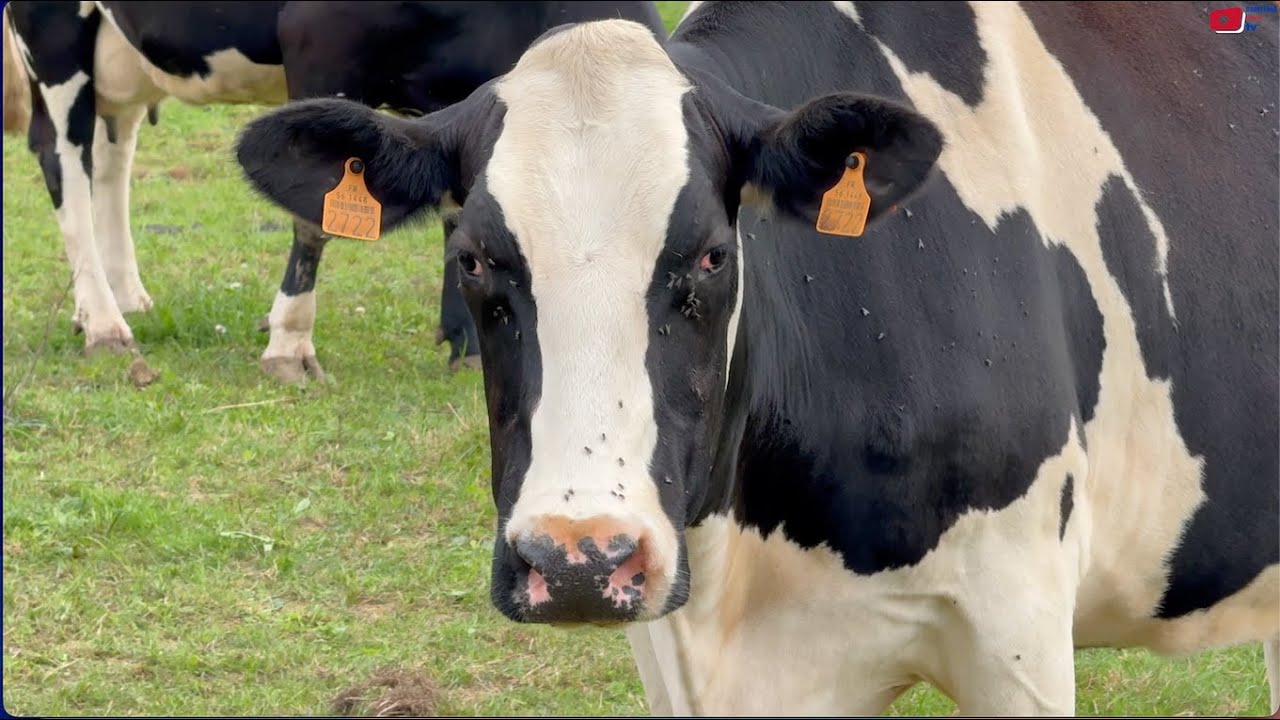 BRETAGNE  🇲🇫 |  Nederlandse Koeien uit Bréhan   |  Nederland Bretagne TV 🇳🇱
