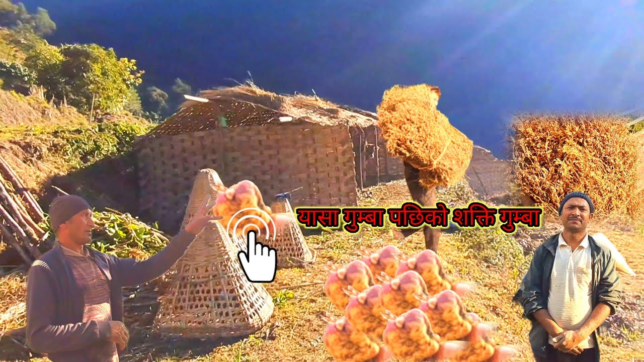 टेम्केमैयुङको सुम्लिखामा जडिबुटीहरुको भणडार  भेटियो| यासा गुम्बा पछिको शक्ति गुम्बा|