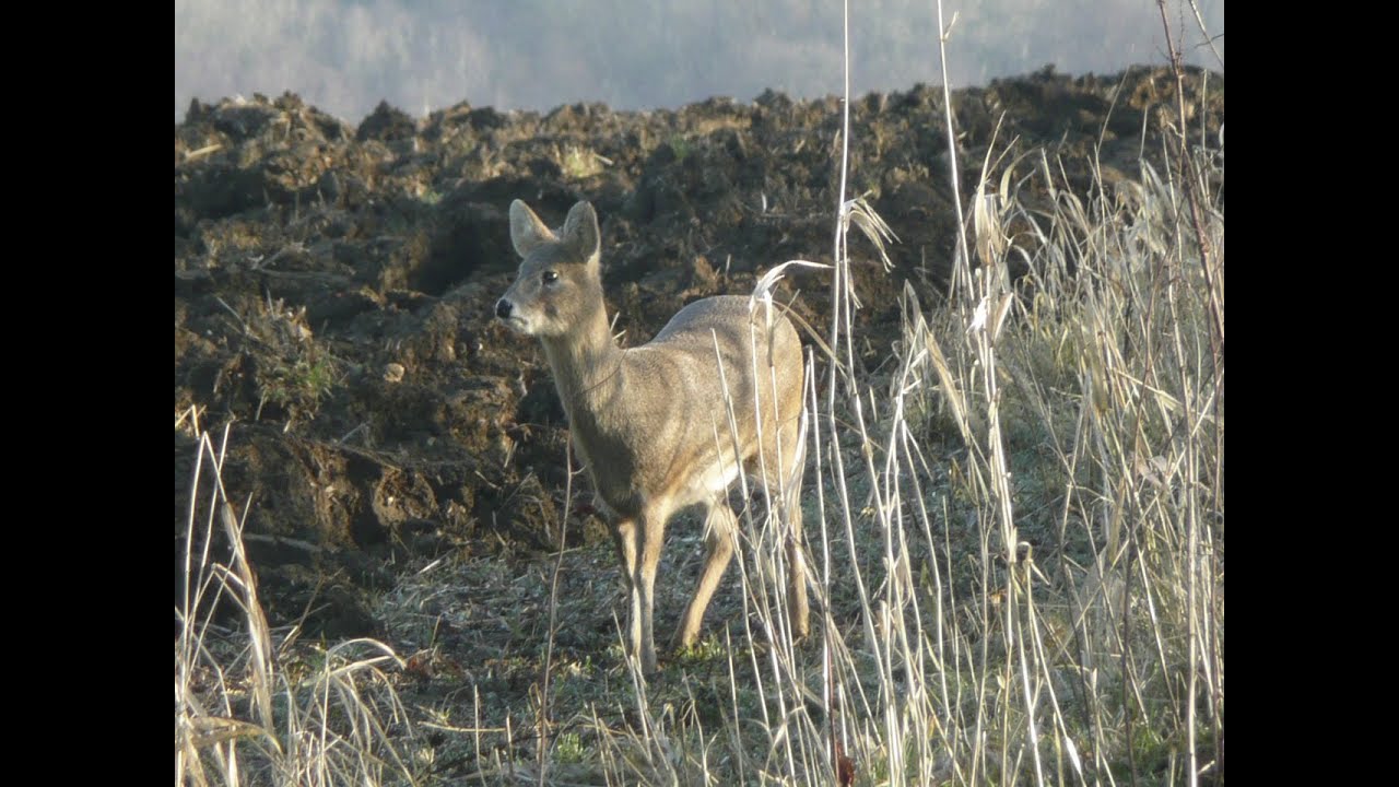 The Shooting Show -- Chinese water deer double and Remington 1100 review